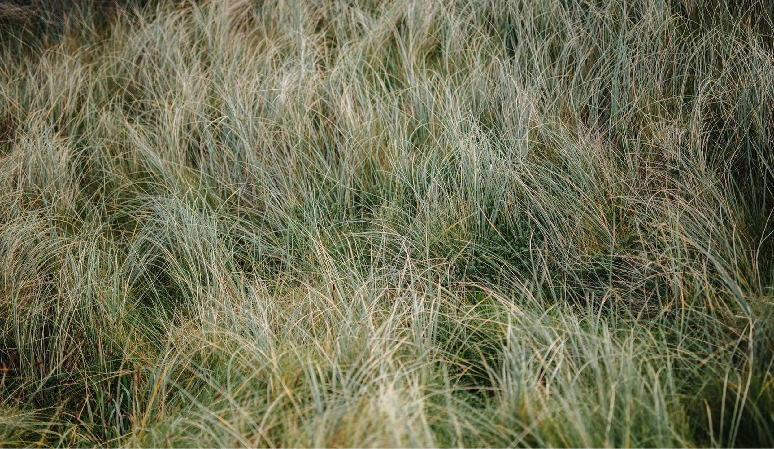 Tall ornamental grasses with feathery seed heads sway in natural light, displaying shades of green, gold, and tan in a dense field.