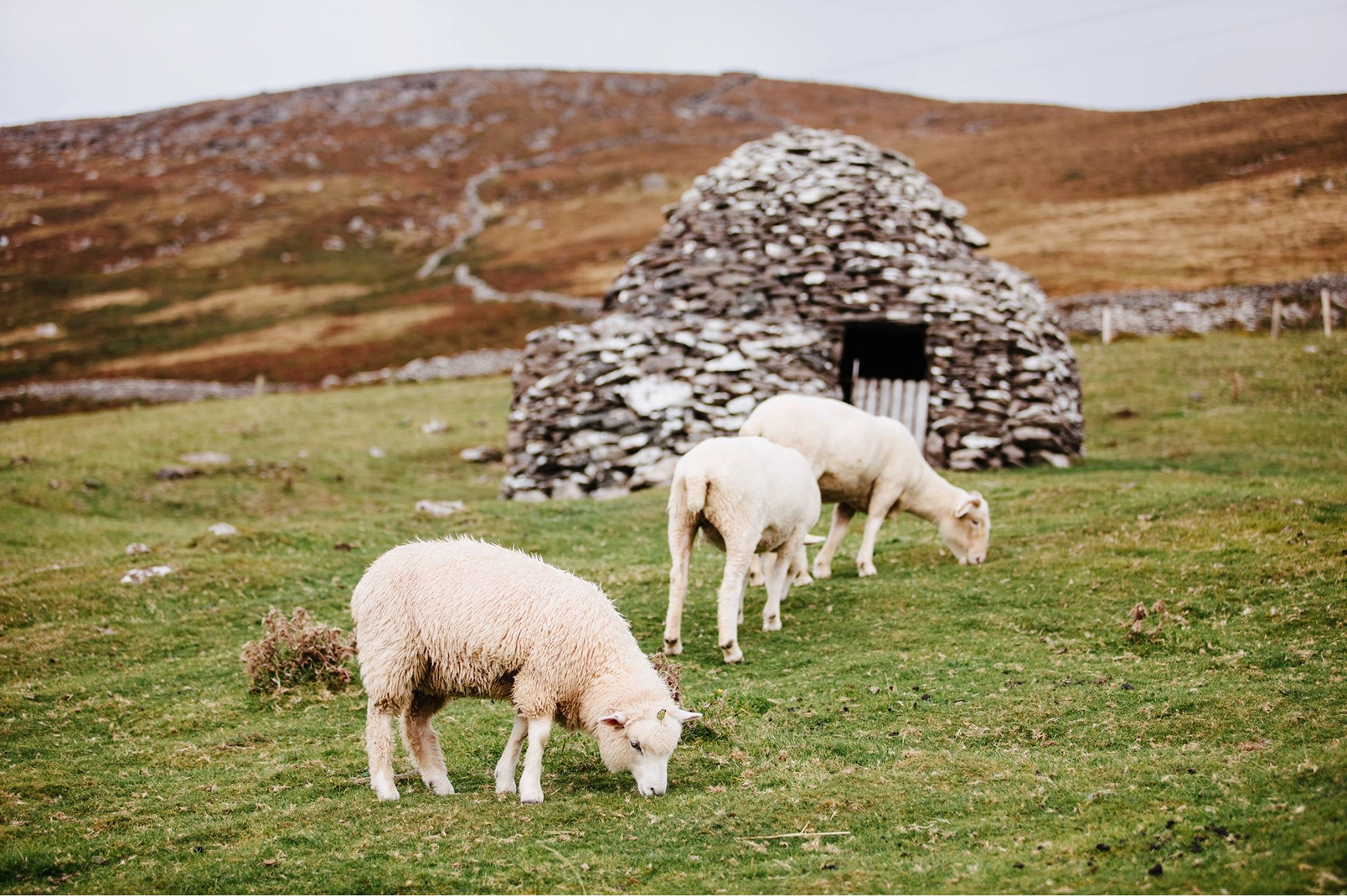 Three white sheep graze on a hillside pasture with a traditional stone shelter structure in the background and rolling brown hills under an overcast sky.